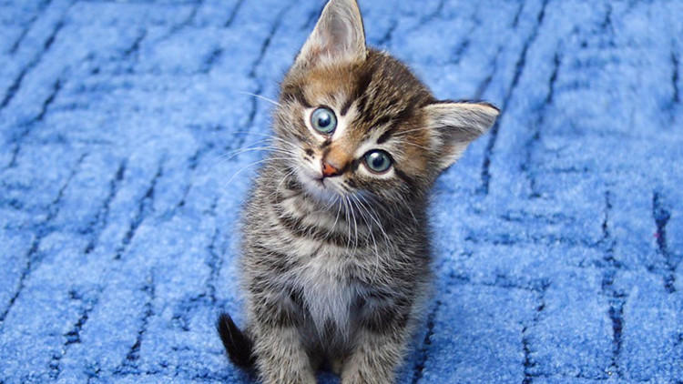 养猫家里不能有哪些东西 (家里养猫的应该知道哪些小技巧)