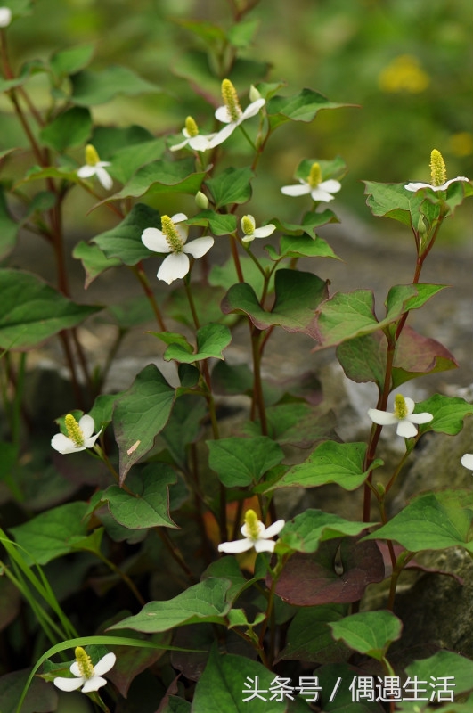 天然的野菜真好吃,天然野菜
