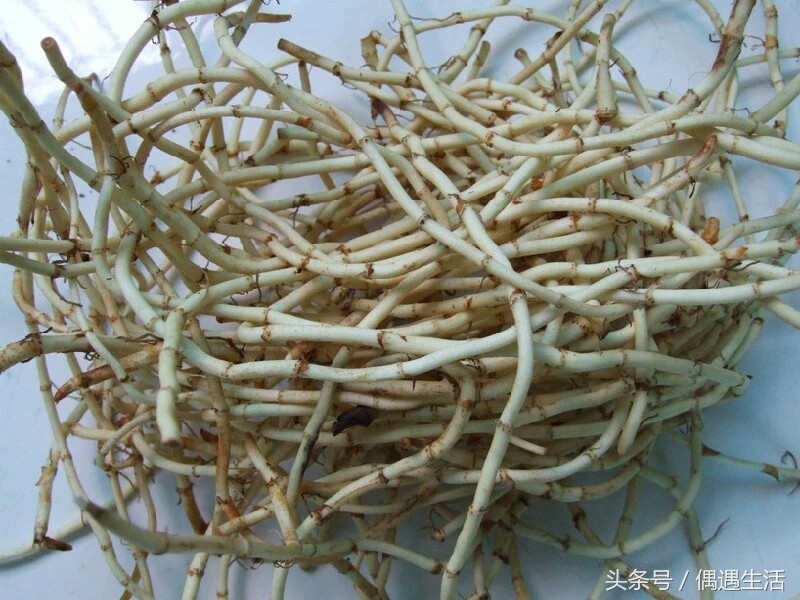 天然的野菜真好吃,天然野菜