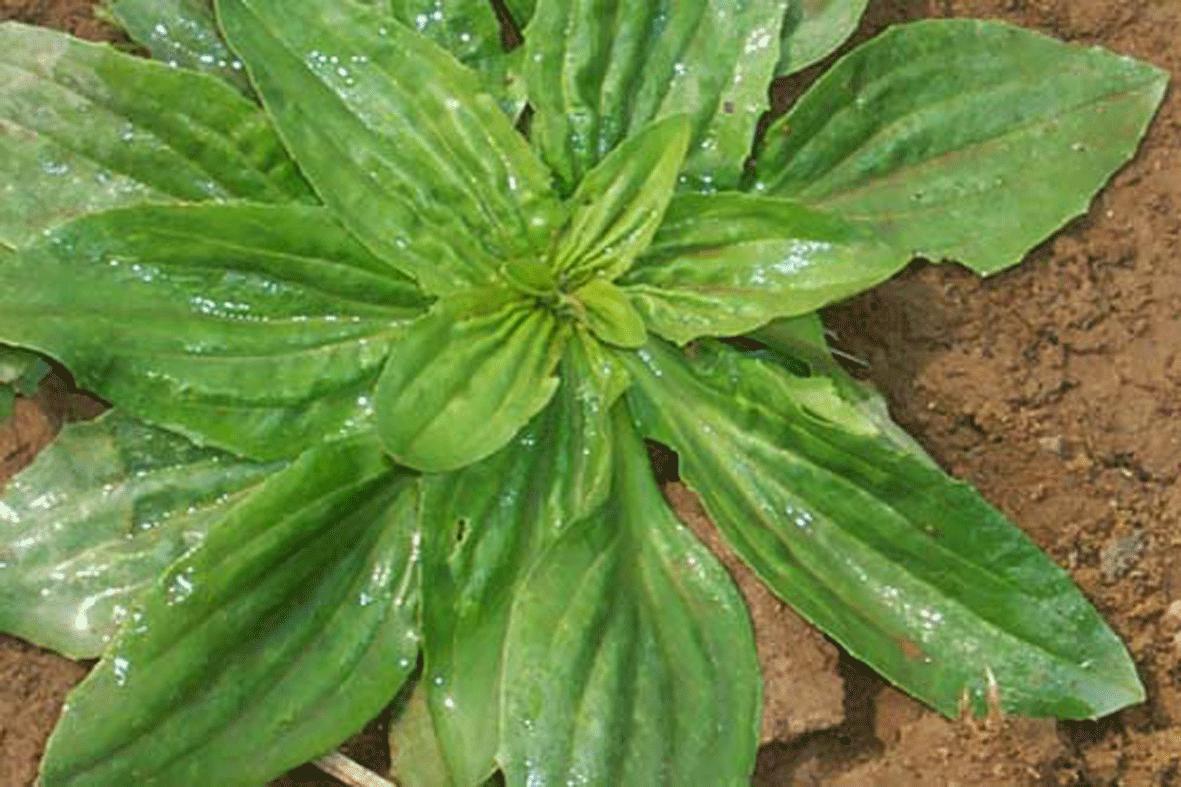 天然的野菜真好吃,天然野菜