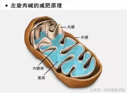 宸︽棆鑲夌⒈鑽峰彾鑳藉噺鑲ュ悧,宸︽棆鑲夌⒈娉℃尽鍑忚偉琛屽悧