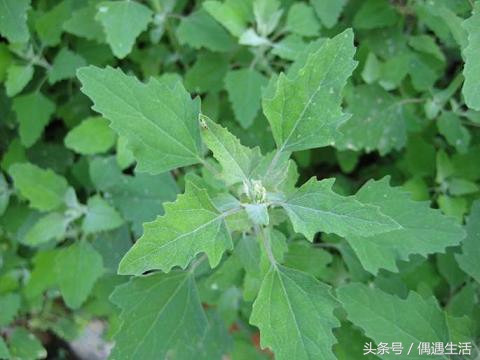 天然的野菜真好吃,天然野菜