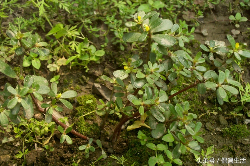 天然的野菜真好吃,天然野菜