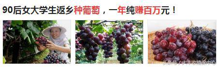 种葡萄真的很辛苦,种植葡萄辛苦的句子