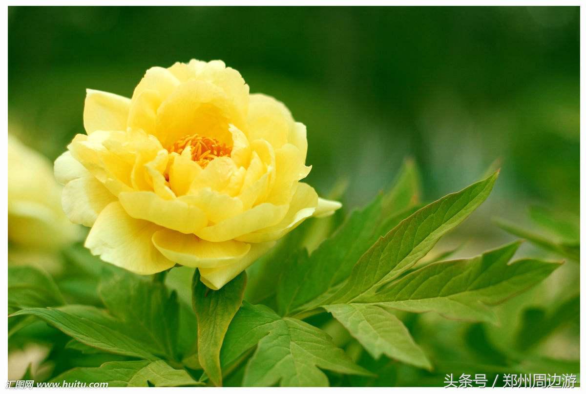 描写牡丹花的诗句开头,关于牡丹诗句和好词好句