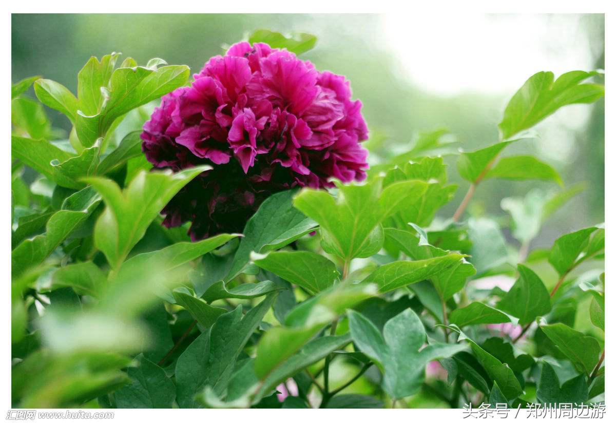 描写牡丹花的诗句开头,关于牡丹诗句和好词好句