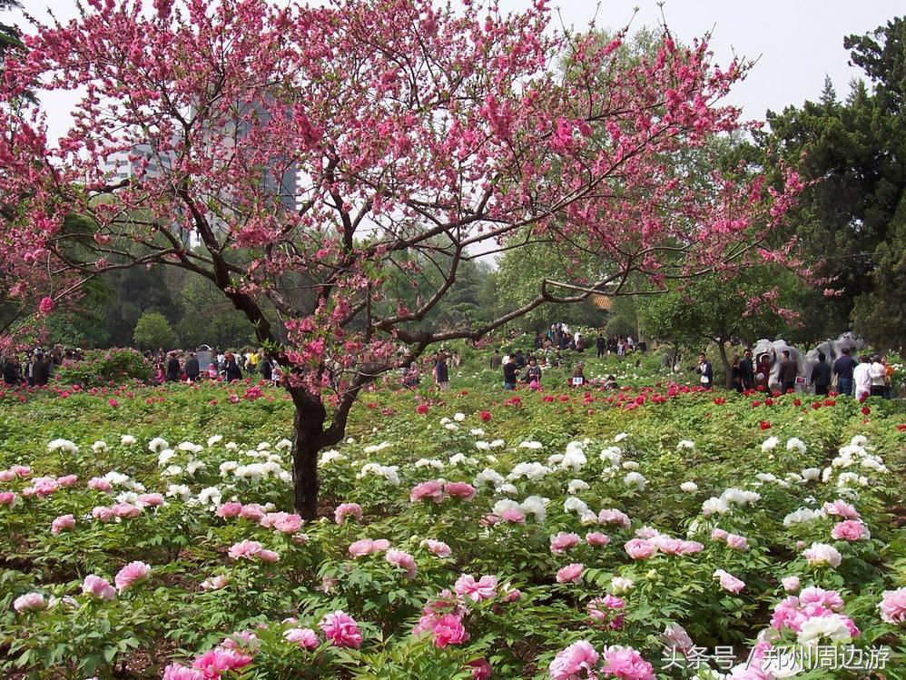 描写牡丹花的诗句开头,关于牡丹诗句和好词好句