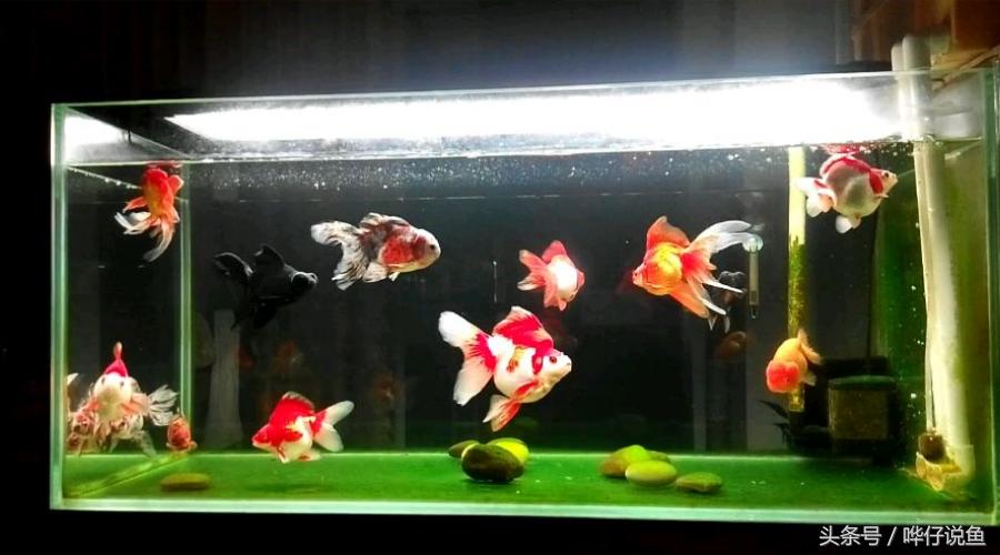 家里的金鱼怎么让它长快点,怎么让家里养小金鱼的鱼产卵