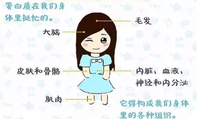 营养粉和蛋白质粉的区别,黑牛营养蛋白质粉怎么样