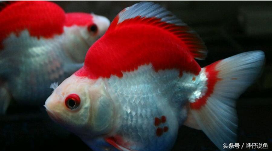 家里的金鱼怎么让它长快点,怎么让家里养小金鱼的鱼产卵