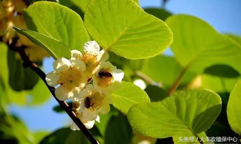 今年猕猴桃授粉的时间,今年猕猴桃受天气影响偏小