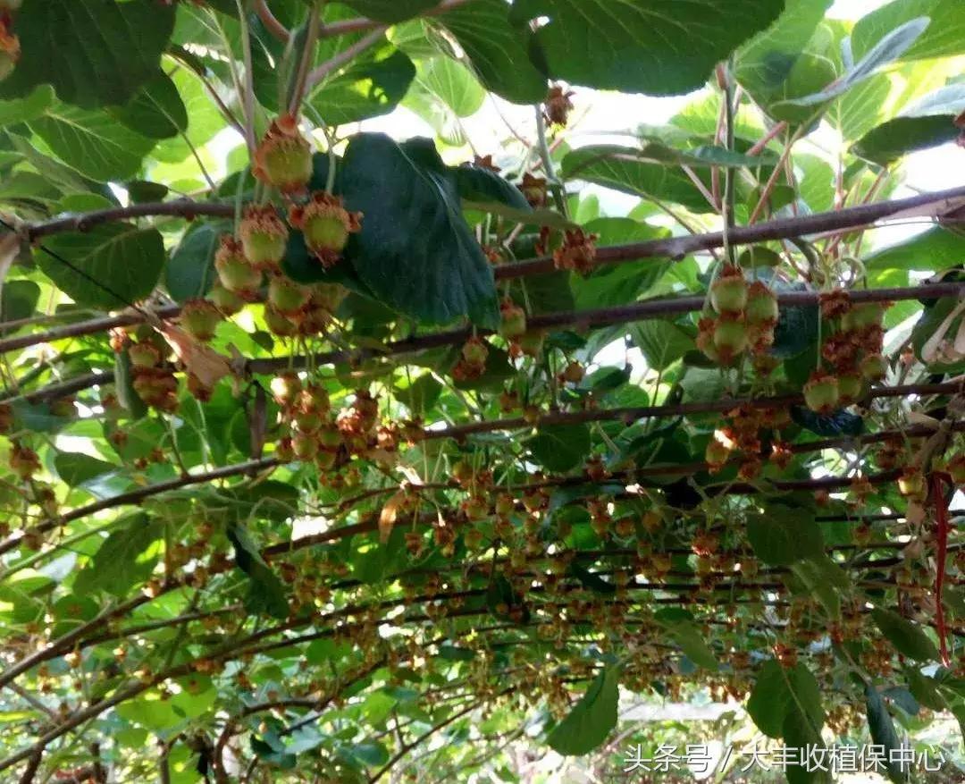 今年猕猴桃授粉的时间,今年猕猴桃受天气影响偏小
