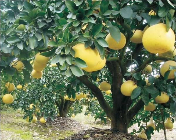 玉环美丽乡村,浙江台州玉环美丽乡村