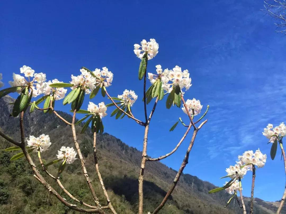 清明踏春一日游必去景点,踏春赏花景点最美推荐