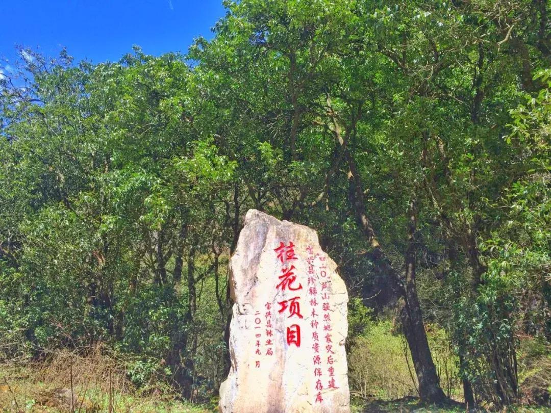 清明踏春一日游必去景点,踏春赏花景点最美推荐