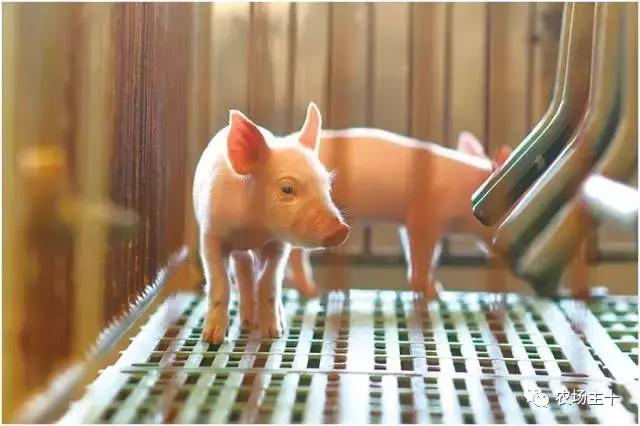 这家漂亮似公园的有机农场，到底有什么“绝活”？