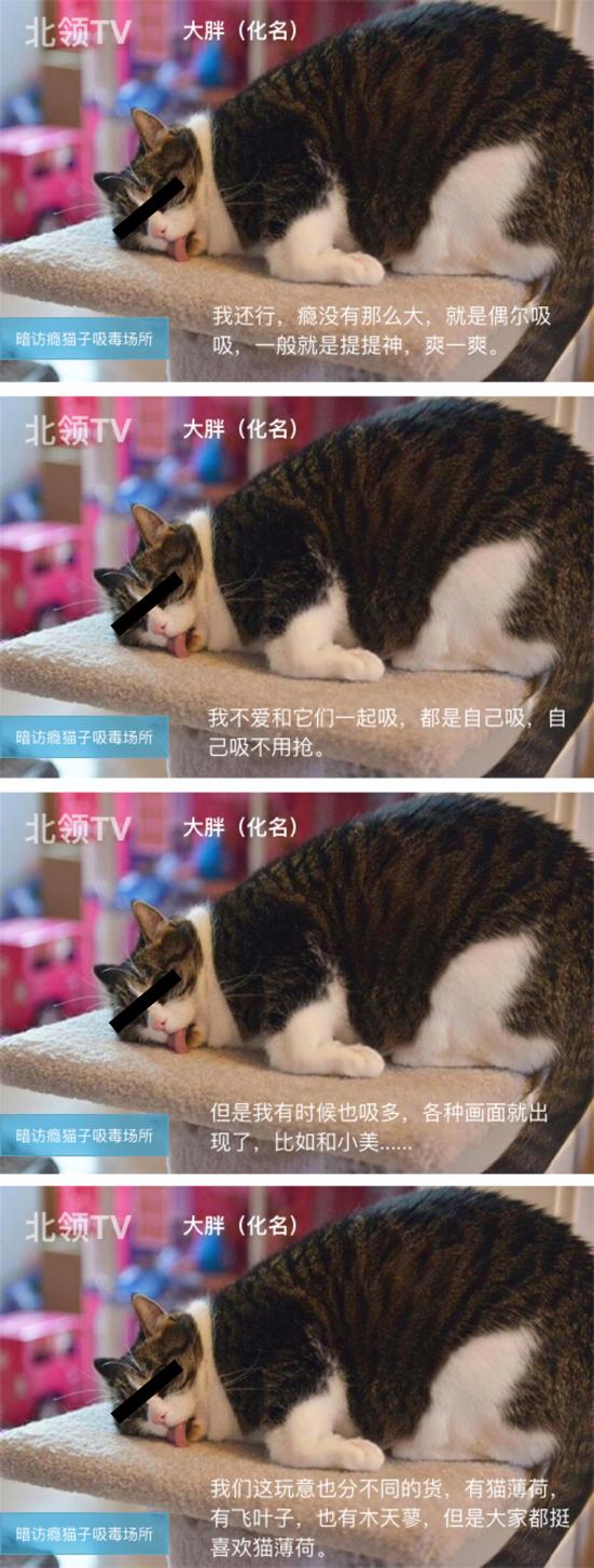 不堪入目，暗访喵届吸毒场所，竟……