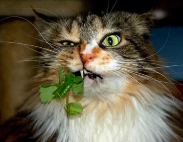 不堪入目，暗访喵届吸毒场所，竟……