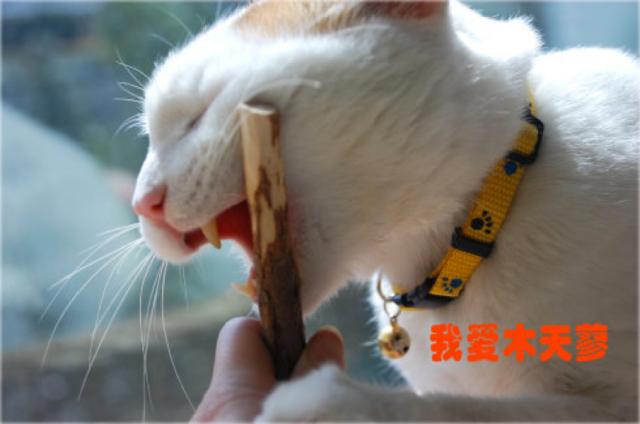 不堪入目，暗访喵届吸毒场所，竟……