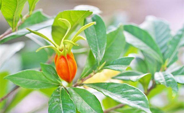 这些东西轻松降尿酸痛风不来扰,痛风不要怕这两味药轻松降尿酸