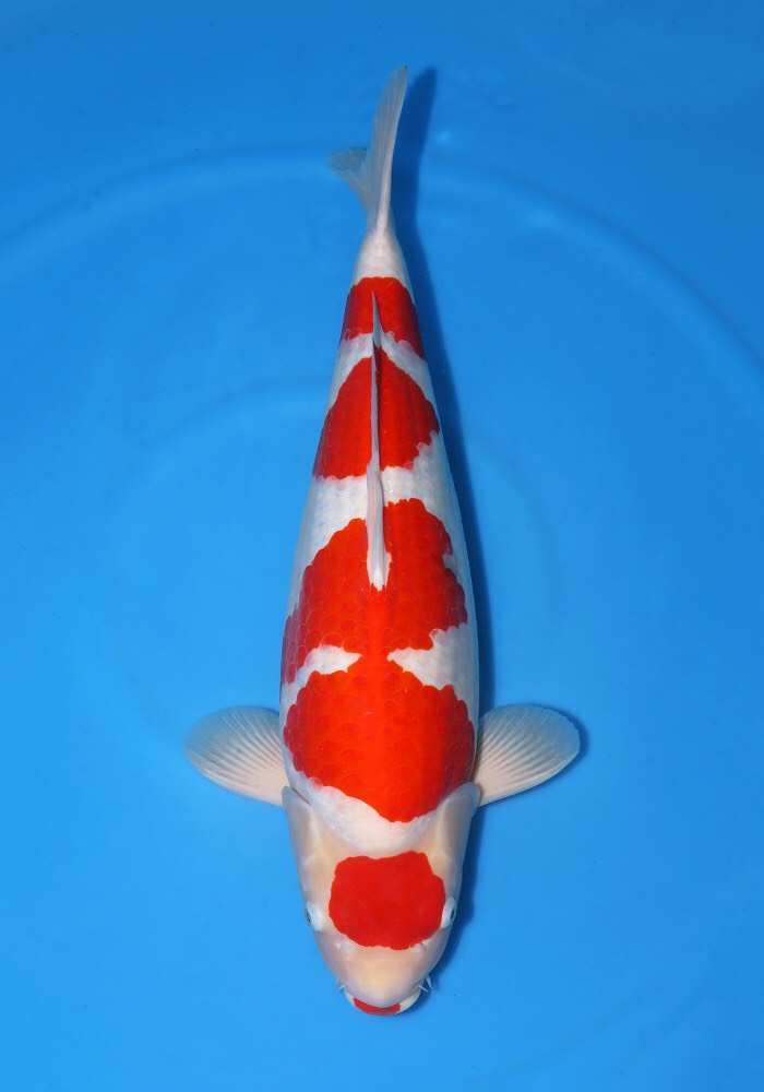 锦鲤有点炸鳞是怎么回事,锦鲤炸鳞怎么治用什么药