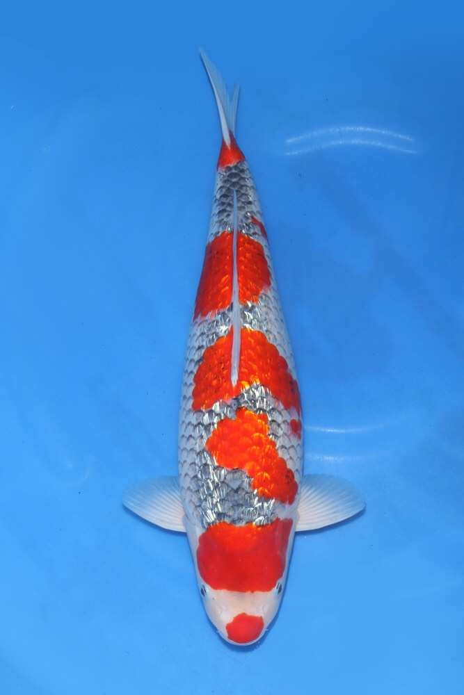 锦鲤有点炸鳞是怎么回事,锦鲤炸鳞怎么治用什么药