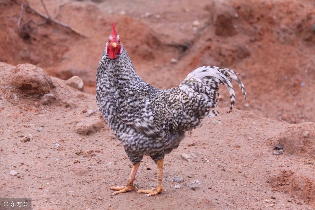 半斤重芦花鸡买回来怎样养,养芦花鸡有想养到家的吗