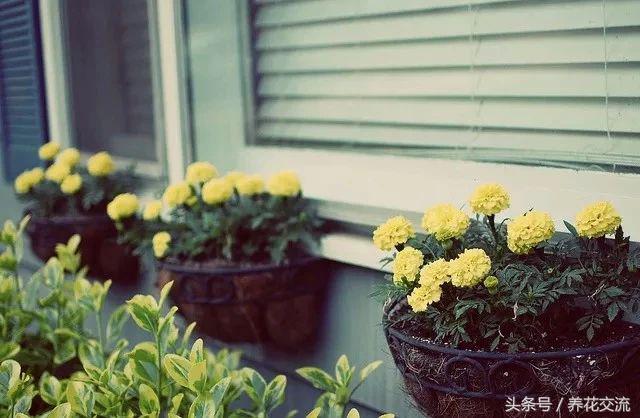 窗台上种上这几种盆栽花卉，四季都灿烂多彩