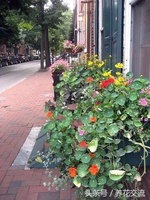 窗台上种上这几种盆栽花卉，四季都灿烂多彩