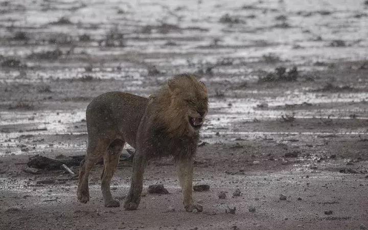 纳米比亚野外生存,纳米比亚沙漠寻食荒野求生