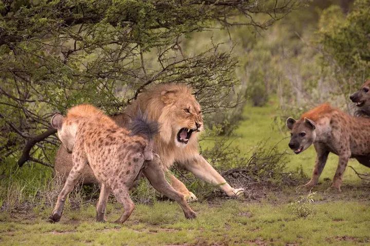纳米比亚野外生存,纳米比亚沙漠寻食荒野求生