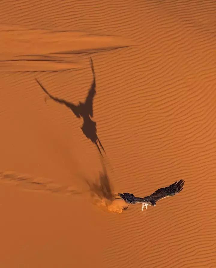 纳米比亚野外生存,纳米比亚沙漠寻食荒野求生