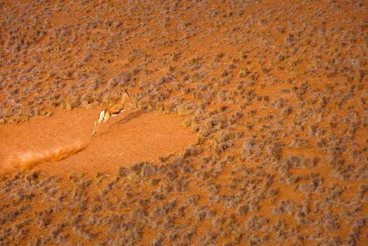 纳米比亚野外生存,纳米比亚沙漠寻食荒野求生