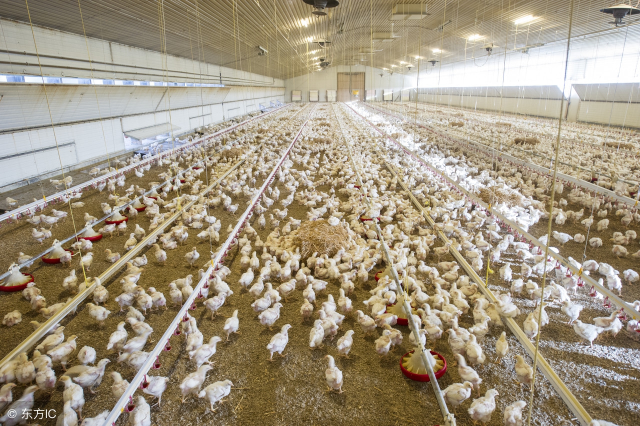 肉鸡怎样饲养,白羽肉鸡高效饲养技术