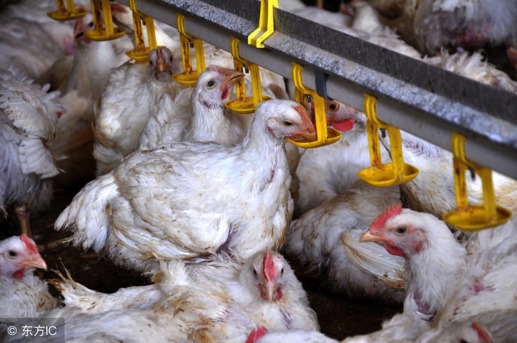 肉鸡怎样饲养,白羽肉鸡高效饲养技术