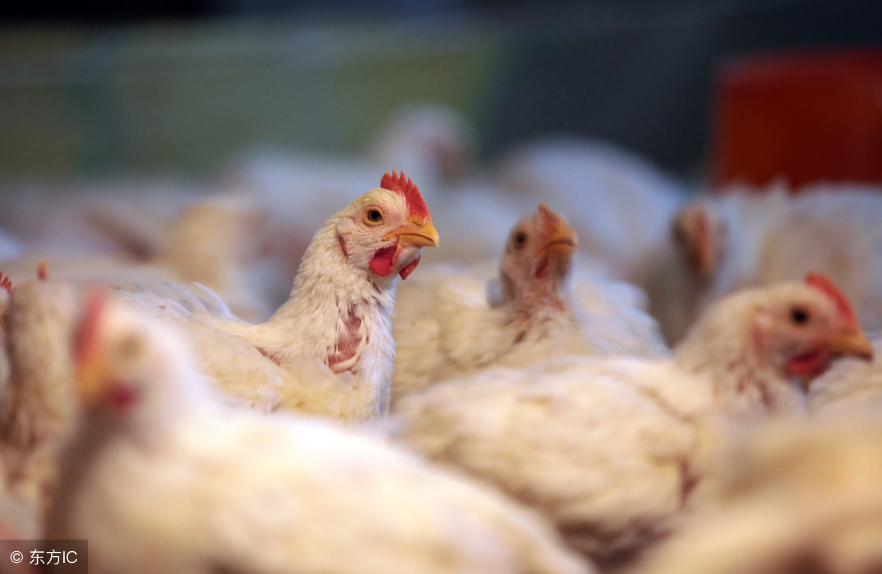 肉鸡怎样饲养,白羽肉鸡高效饲养技术