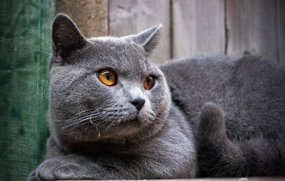 买一只猫大概需要花多少钱,花几千买一只猫有必要嘛