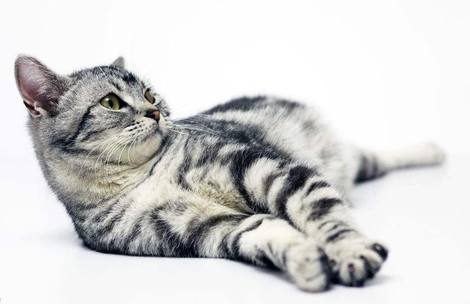 买一只猫大概需要花多少钱,花几千买一只猫有必要嘛