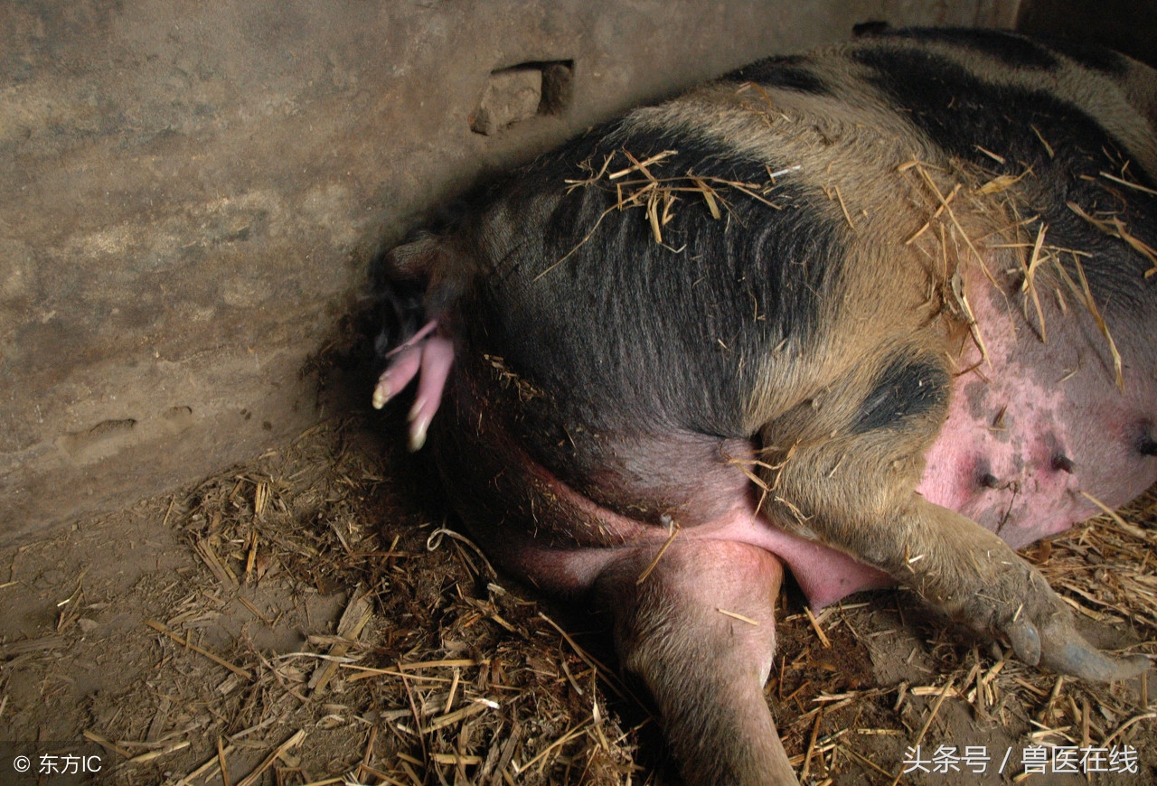 母猪难产可以自动排出来吗,母猪难产用手掏怎么操作呢