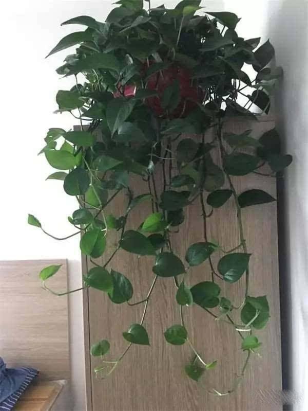 绿萝冬季怎么养才能爆盆和爬满墙,绿萝如何叶子厚实浓绿