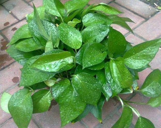 绿萝冬季怎么养才能爆盆和爬满墙,绿萝如何叶子厚实浓绿