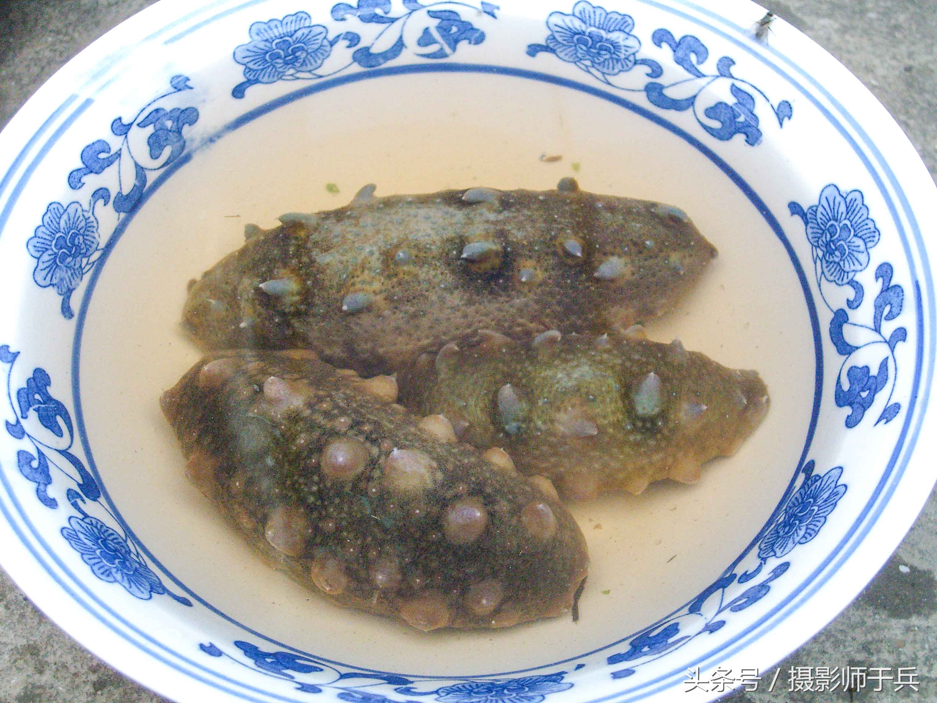 世外桃源乌鱼,大连长海县瓜皮岛