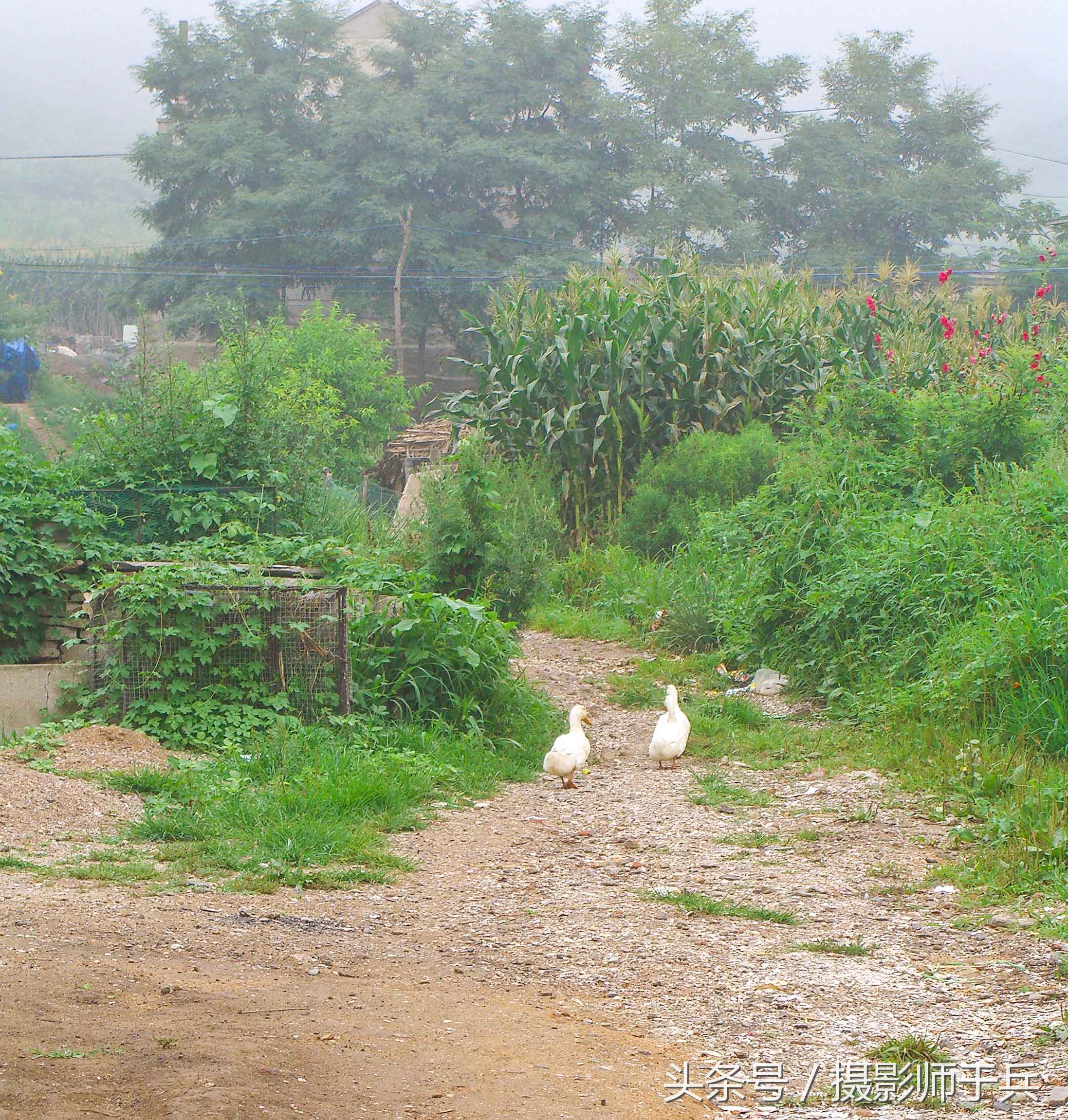 世外桃源乌鱼,大连长海县瓜皮岛