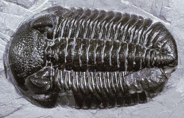 地球演化史地质年代表什么,地球发展史的五个地质年代