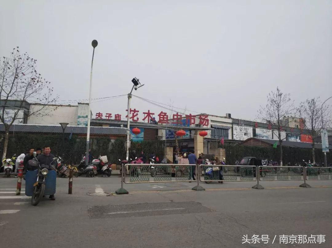 涓浗娉涙互鎴愮伨鐨勯噹鐢熷姩鐗╄鍚冨厜,鍦ㄤ腑鍥借鍚冩帀鐨勬硾婊ユ垚鐏剧殑鍔ㄧ墿