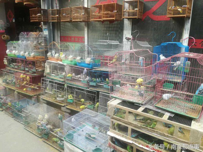 涓浗娉涙互鎴愮伨鐨勯噹鐢熷姩鐗╄鍚冨厜,鍦ㄤ腑鍥借鍚冩帀鐨勬硾婊ユ垚鐏剧殑鍔ㄧ墿