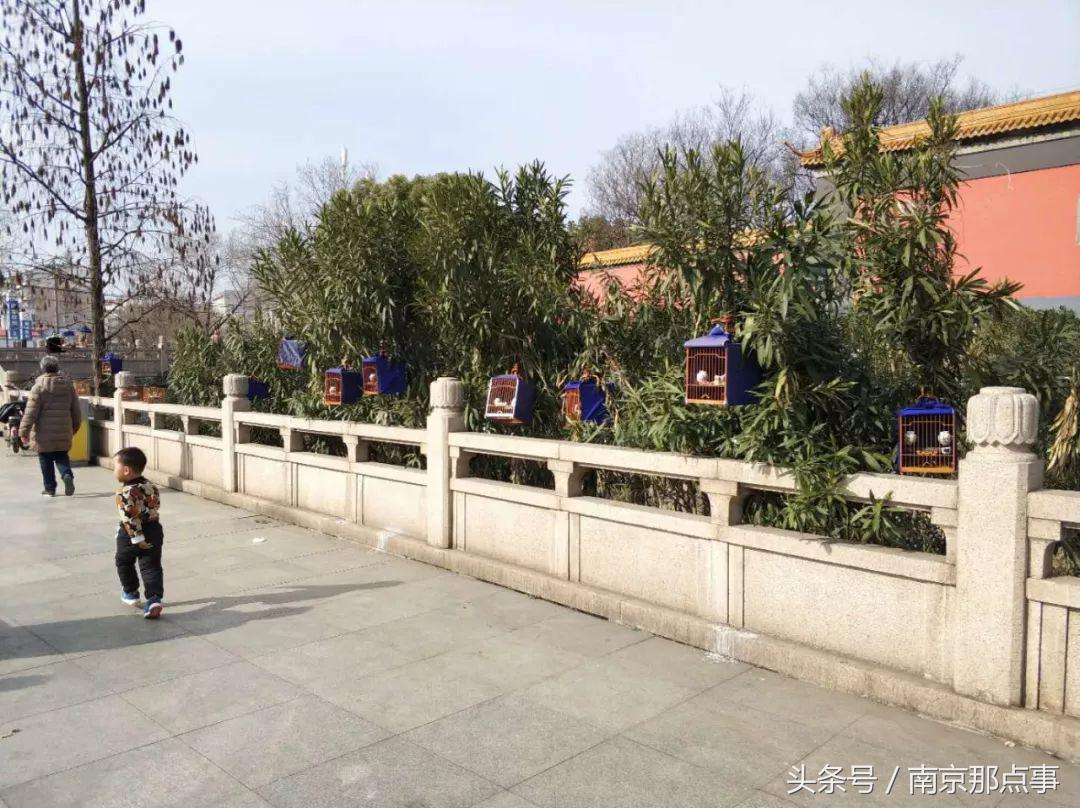 涓浗娉涙互鎴愮伨鐨勯噹鐢熷姩鐗╄鍚冨厜,鍦ㄤ腑鍥借鍚冩帀鐨勬硾婊ユ垚鐏剧殑鍔ㄧ墿