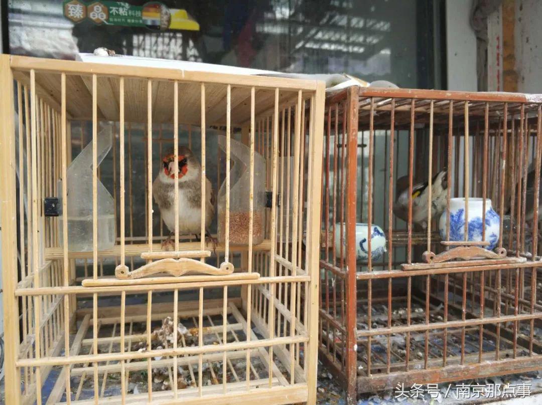 涓浗娉涙互鎴愮伨鐨勯噹鐢熷姩鐗╄鍚冨厜,鍦ㄤ腑鍥借鍚冩帀鐨勬硾婊ユ垚鐏剧殑鍔ㄧ墿