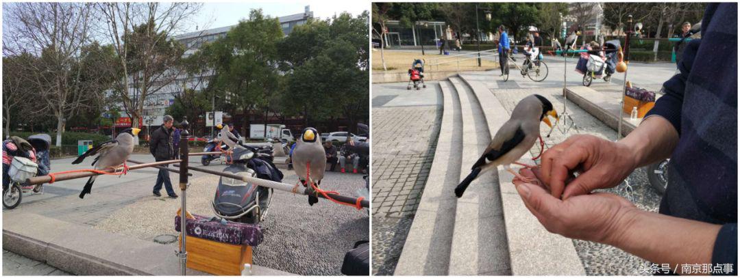 涓浗娉涙互鎴愮伨鐨勯噹鐢熷姩鐗╄鍚冨厜,鍦ㄤ腑鍥借鍚冩帀鐨勬硾婊ユ垚鐏剧殑鍔ㄧ墿