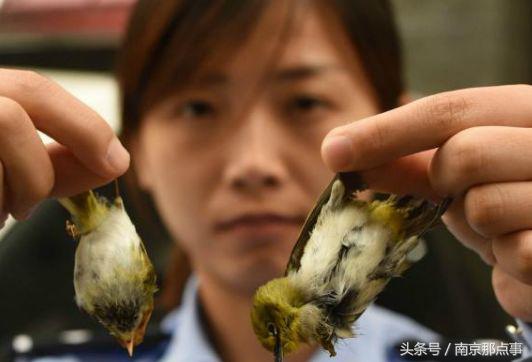 涓浗娉涙互鎴愮伨鐨勯噹鐢熷姩鐗╄鍚冨厜,鍦ㄤ腑鍥借鍚冩帀鐨勬硾婊ユ垚鐏剧殑鍔ㄧ墿